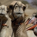 camel_desert_ma_v_0309_egy3584.jpg